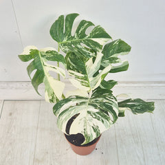 40 - 50cm Variegated Monstera Albo 17cm Pot House Plant (Choose Your Own)