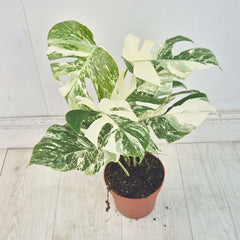 40 - 50cm Variegated Monstera Albo 17cm Pot House Plant (Choose Your Own)