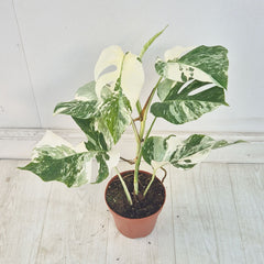 40 - 50cm Variegated Monstera Albo 17cm Pot House Plant (Choose Your Own)
