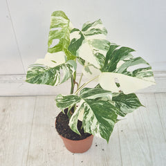40 - 50cm Variegated Monstera Albo 17cm Pot House Plant (Choose Your Own)