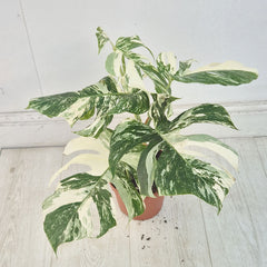 40 - 50cm Variegated Monstera Albo 17cm Pot House Plant (Choose Your Own)