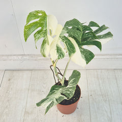 40 - 50cm Variegated Monstera Albo 17cm Pot House Plant (Choose Your Own)