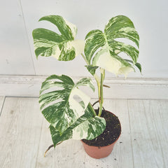 40 - 50cm Variegated Monstera Albo 17cm Pot House Plant (Choose Your Own)