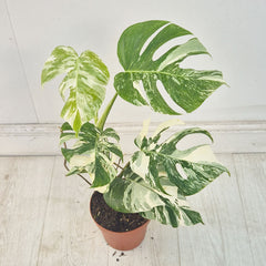 40 - 50cm Variegated Monstera Albo 17cm Pot House Plant (Choose Your Own)