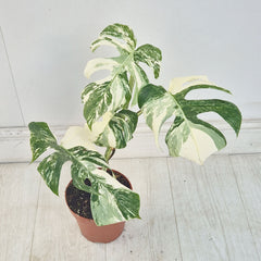 40 - 50cm Variegated Monstera Albo 17cm Pot House Plant (Choose Your Own)