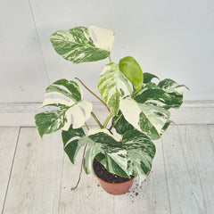 40 - 50cm Variegated Monstera Albo 17cm Pot House Plant (Choose Your Own)