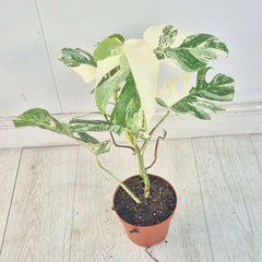 40 - 50cm Variegated Monstera Albo 17cm Pot House Plant (Choose Your Own)