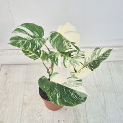 40 - 50cm Variegated Monstera Albo 17cm Pot House Plant (Choose Your Own)