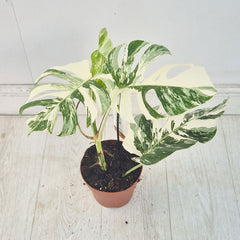 40 - 50cm Variegated Monstera Albo 17cm Pot House Plant (Choose Your Own)