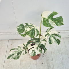 40 - 50cm Variegated Monstera Albo 17cm Pot House Plant (Choose Your Own)