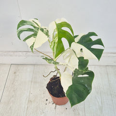 40 - 50cm Variegated Monstera Albo 17cm Pot House Plant (Choose Your Own)