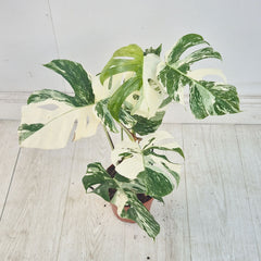 40 - 50cm Variegated Monstera Albo 17cm Pot House Plant (Choose Your Own)