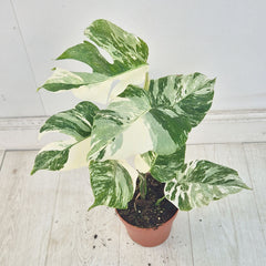40 - 50cm Variegated Monstera Albo 17cm Pot House Plant (Choose Your Own)