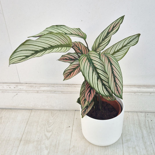 30 - 35cm Calathea Seven Prayer Plant House Plant 12cm Pot