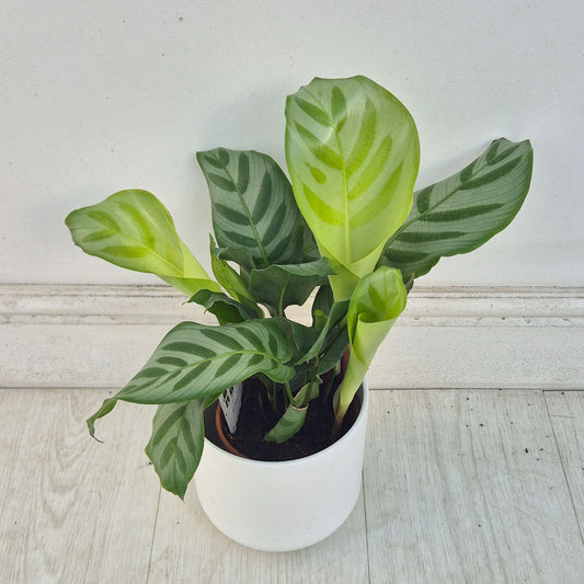 30 - 35cm Calathea Six Prayer Plant House Plant 12cm Pot