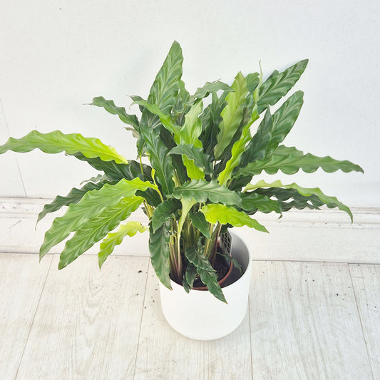 30 - 35cm Calathea Eight Prayer Plant House Plant 12cm Pot