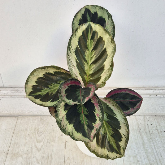 30 - 35cm Calathea One Prayer Plant House Plant 12cm Pot