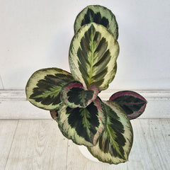 30 - 35cm Calathea One Prayer Plant House Plant 12cm Pot