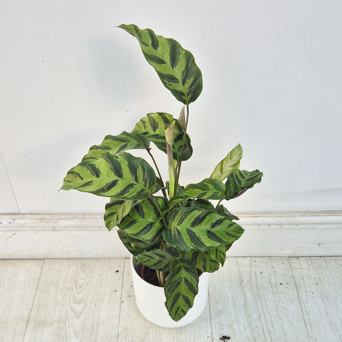 Calathea Two Prayer Plant House Plant 12cm Pot