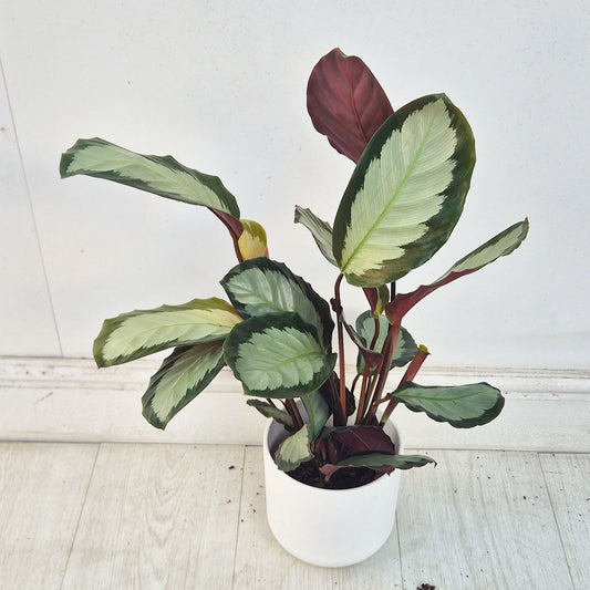 30 - 35cm Calathea Three Prayer Plant House Plant 12cm Pot
