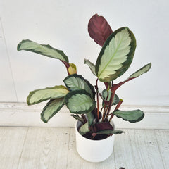 Calathea Three Prayer Plant House Plant 12cm Pot