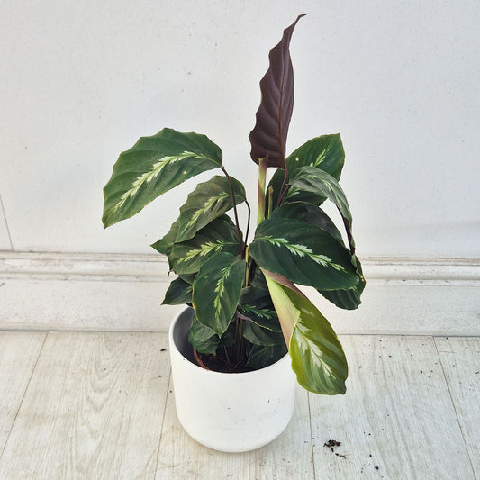 30 - 35cm Calathea Four Prayer Plant House Plant 12cm Pot