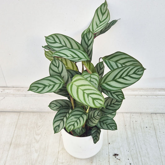 30 - 35cm Calathea Five Prayer Plant House Plant 12cm Pot
