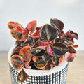 Peperomia Creme Brulee 8cm Pot 10cm Height House Plant