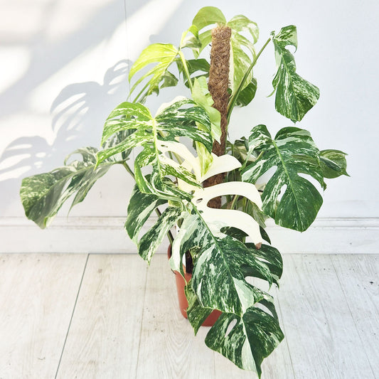 50 - 70cm Monstera Variegata Albo on Mosspole Variegata Variegated Cheese Plant 21cm Pot House Plant