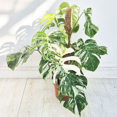 50 - 70cm Monstera Variegata Albo on Mosspole Variegata Variegated Cheese Plant 21cm Pot House Plant