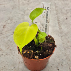 Golden Monstera Deliciosa 10.5cm Pot House Plant