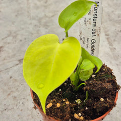 Golden Monstera Deliciosa 10.5cm Pot House Plant