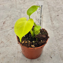 Golden Monstera Deliciosa 10.5cm Pot House Plant