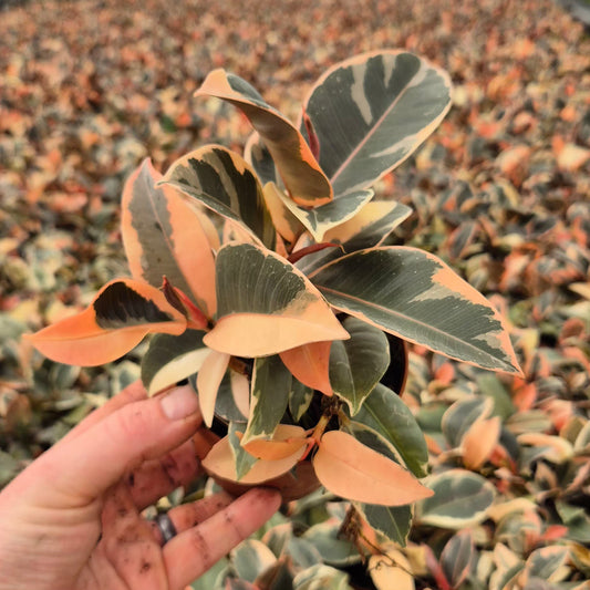 20 - 25cm Highly Variegated Ficus Belize Rubber Plant 9cm Pot House Plant