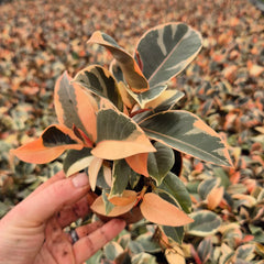 20 - 25cm Highly Variegated Ficus Belize Rubber Plant 9cm Pot House Plant