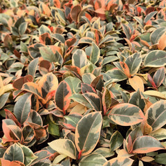 20 - 25cm Highly Variegated Ficus Belize Rubber Plant 9cm Pot House Plant