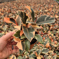 20 - 25cm Highly Variegated Ficus Belize Rubber Plant 9cm Pot House Plant