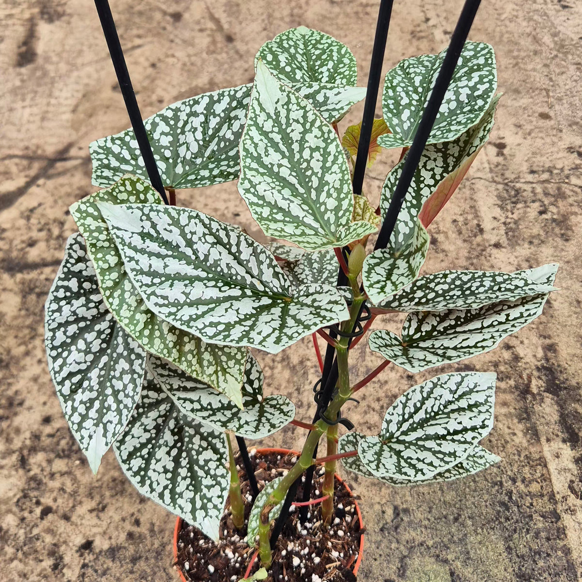 40 - 50cm Begonia Snowcap 17cm Pot House Plant
