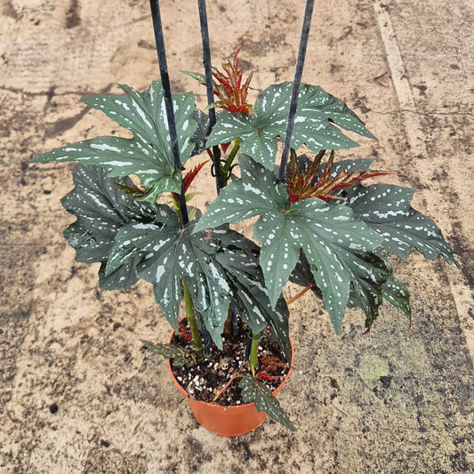 40 - 50cm Begonia Aiai 17cm Pot House Plant
