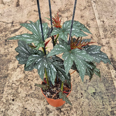 40 - 50cm Begonia Aiai 17cm Pot House Plant