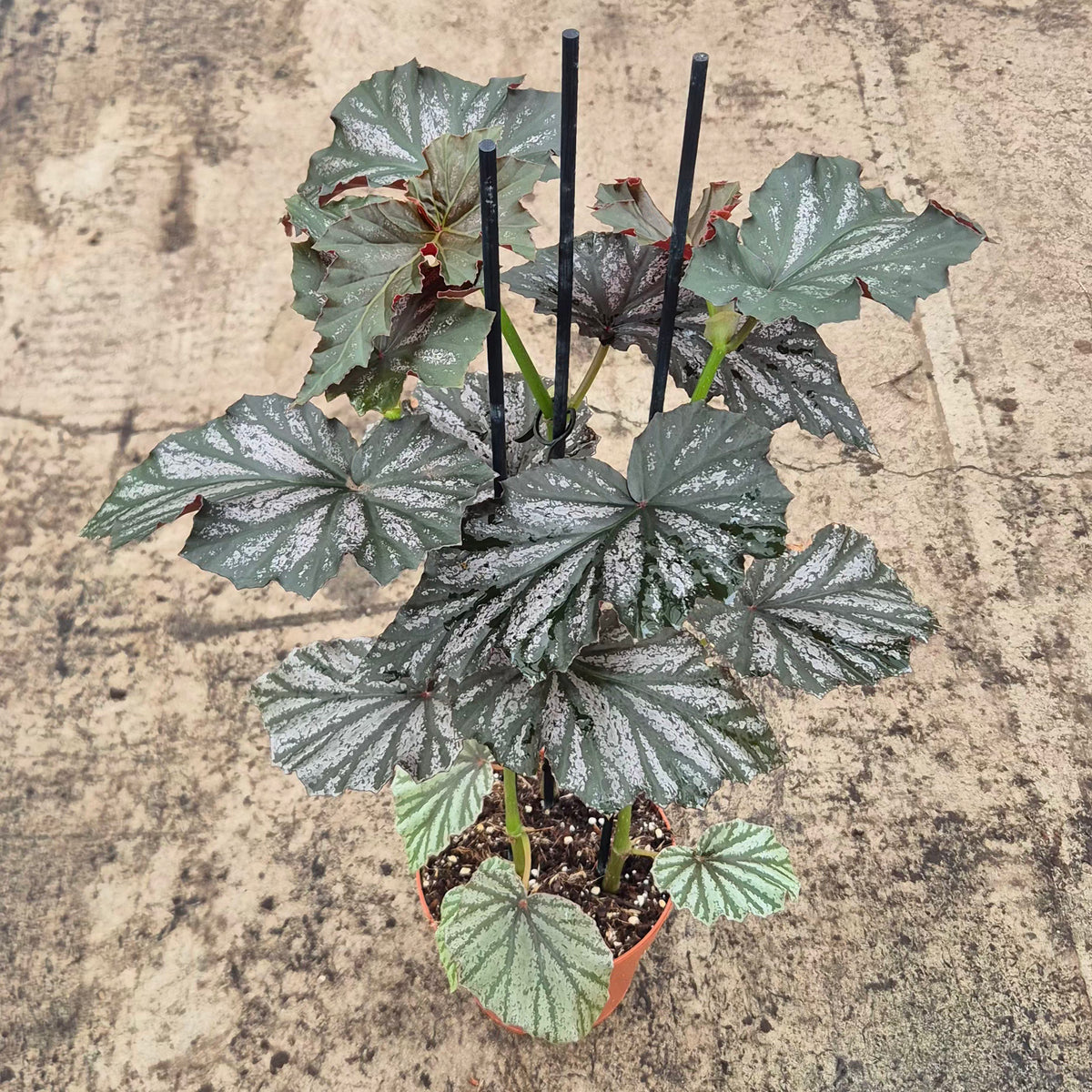 40 - 50cm Begonia Looking Glass 17cm Pot House Plant