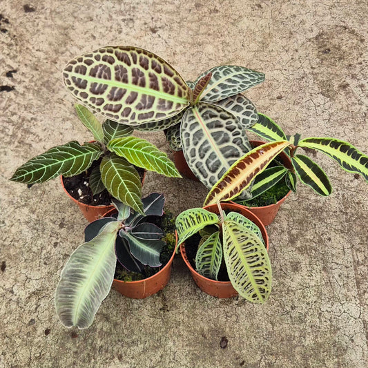 Ultimate Labisia Collection (5 Plants) 10.5cm Pot House Plant