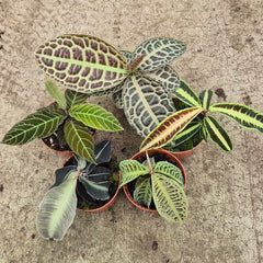 Ultimate Labisia Collection (5 Plants) 10.5cm Pot House Plant