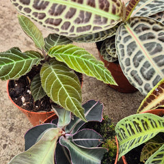 Ultimate Labisia Collection (5 Plants) 10.5cm Pot House Plant