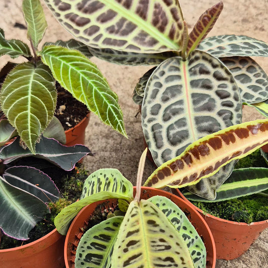 Ultimate Labisia Collection (5 Plants) 10.5cm Pot House Plant
