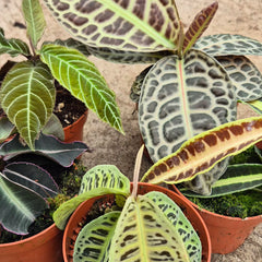 Ultimate Labisia Collection (5 Plants) 10.5cm Pot House Plant