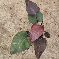 Orange Princess Philodendron 17cm Pot House Plant