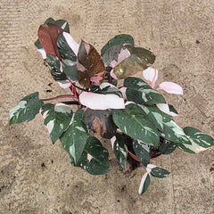 Red Anderson Philodendron 17cm Pot House Plant