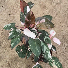 Red Anderson Philodendron 17cm Pot House Plant