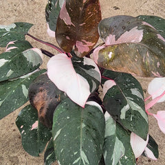 Red Anderson Philodendron 17cm Pot House Plant